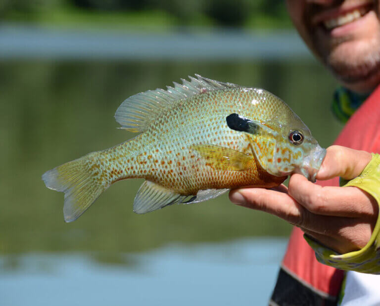 Can You Eat Sunfish?