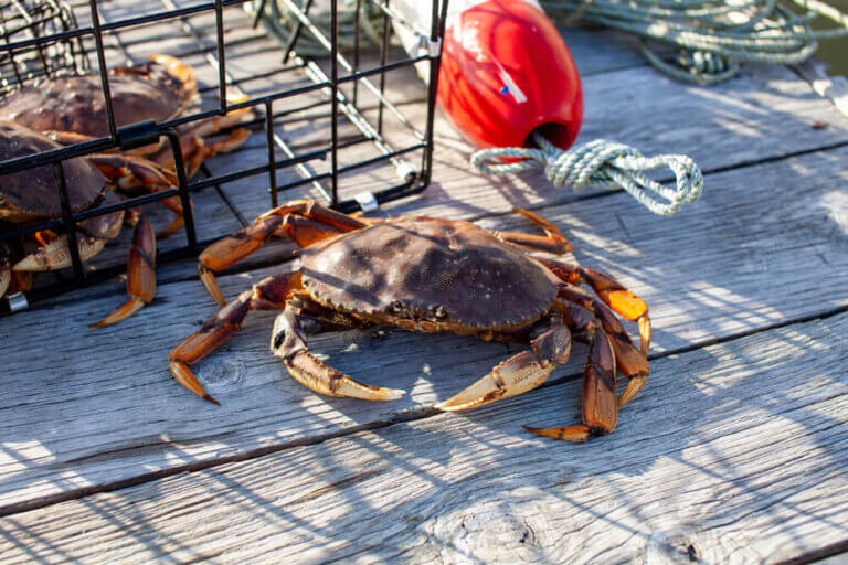 Best Blue Crab Traps